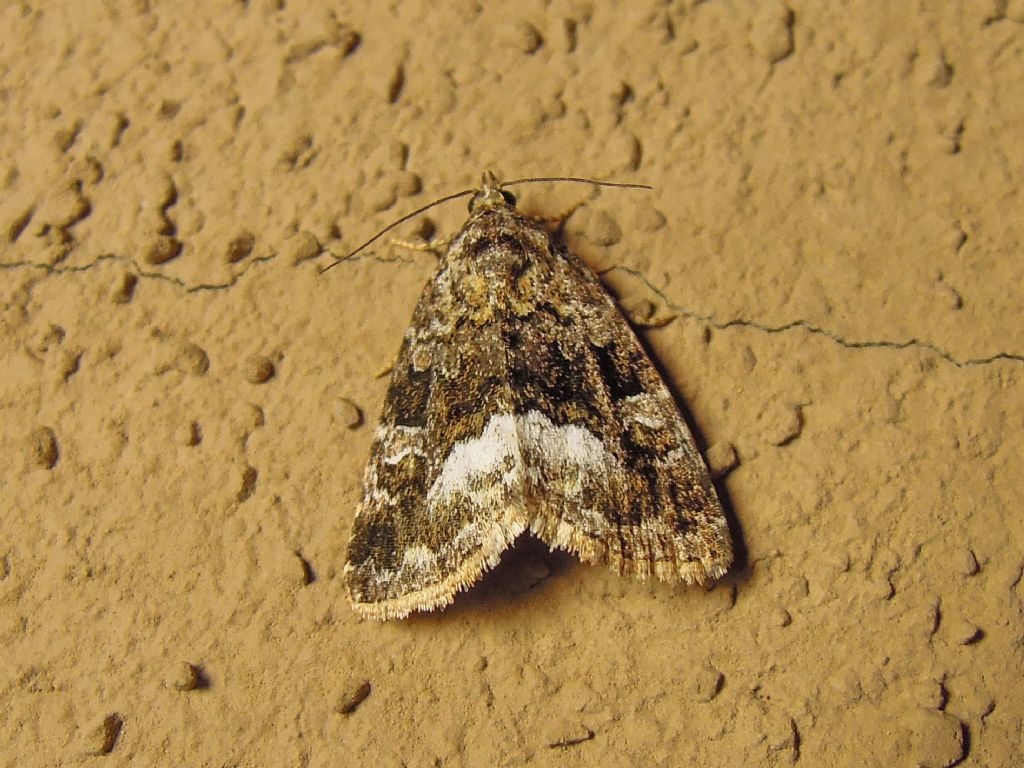Deltote pygarga (Noctuidae)